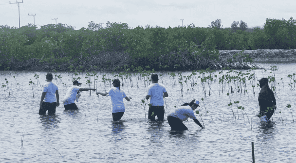 Tanam Mangrove