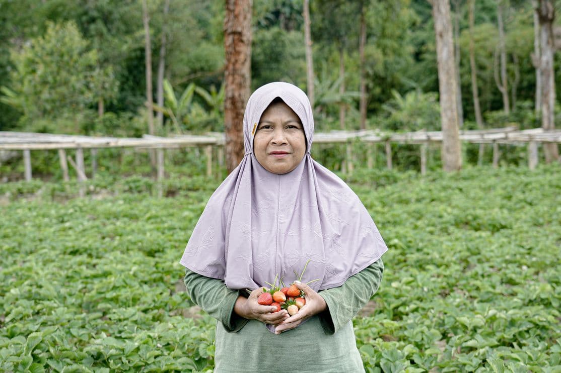 Manisnya Keuntungan Usaha Tani dari Budidaya Strawberry