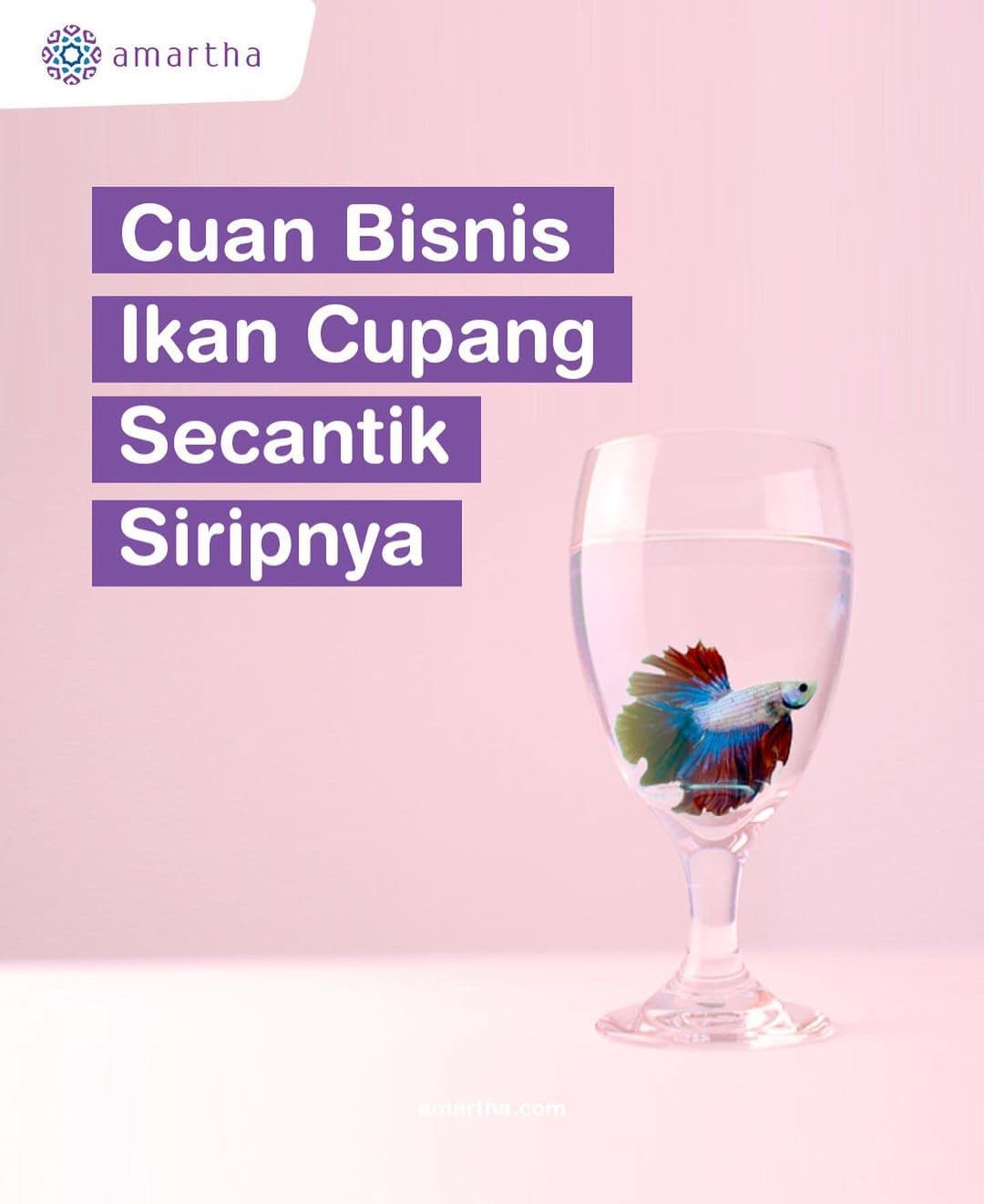 Melihat Bisnis Ikan Cupang di Indonesia