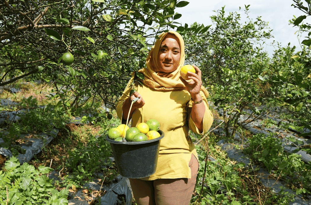 Dari Kebun Kecil hingga Menyentuh Ribuan Botol: Kisah Inspiratif Ibu Lina dan Lemon dari Lembang