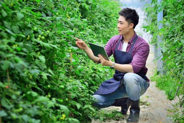 5 Tips Memulai UMKM Agribisnis di Tengah Pandemi