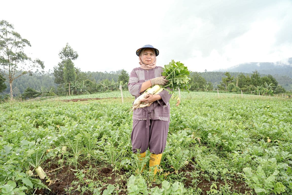 Hidupi Keluarga Hingga Buka Lapangan Kerja dari Usaha Budidaya Lobak Putih
