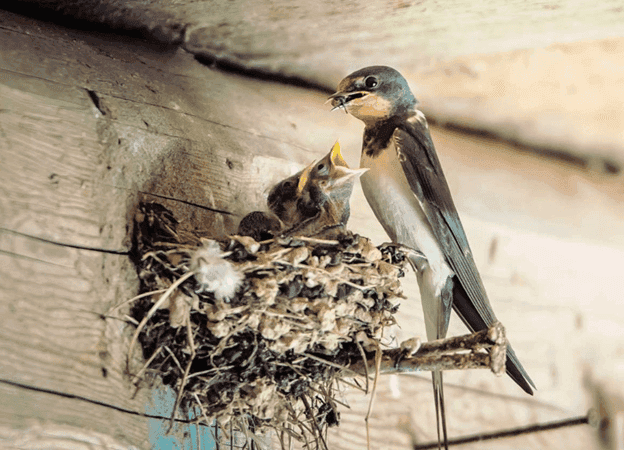 Banyak Manfaat, Yuk Simak Peluang Bisnis Sarang Burung Walet