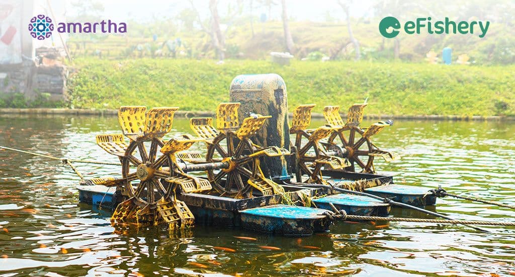 Bisnis Ternak Ikan Mas: Ketahui Persiapan dan Modal Usahanya