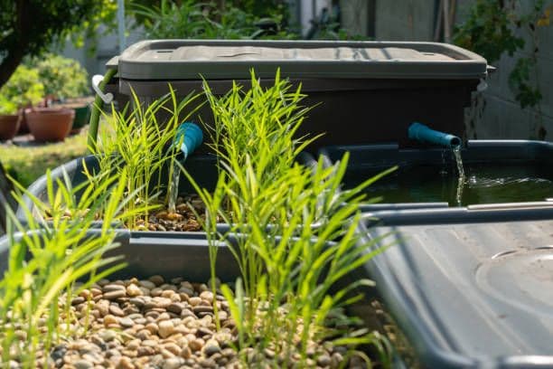 Budikdamber, Teknik Budidaya dan Berkebun yang Paling Populer