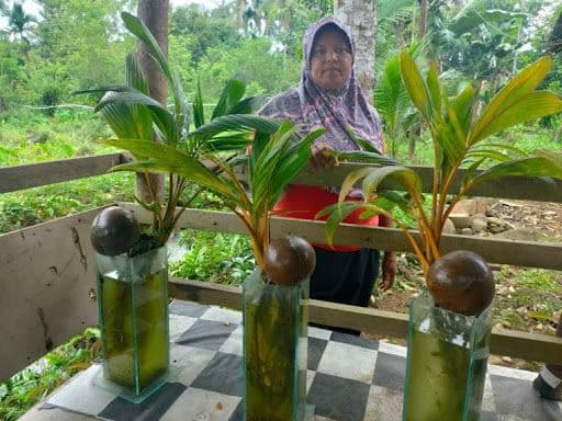 Kisah Mitra Amartha Asal Padang Sukses Usaha Seni Tanaman Bonsai