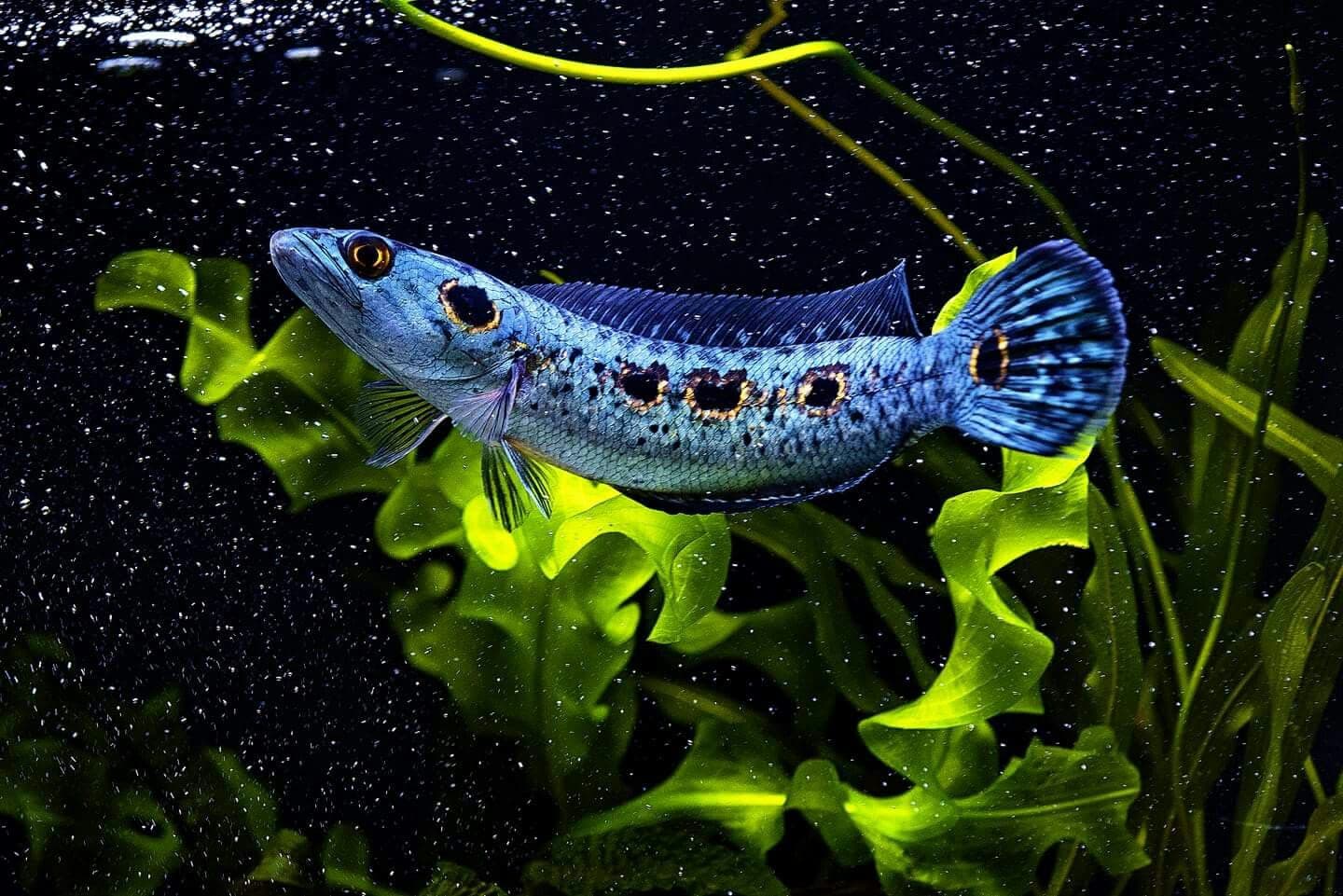 Mengenal Ikan Channa yang Sedang Populer di Indonesia