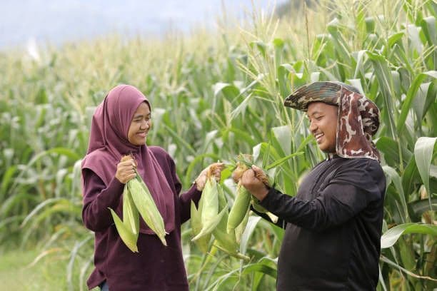 Menjadi Pilar Perekonomian, Ini 5 Manfaat UMKM Indonesia