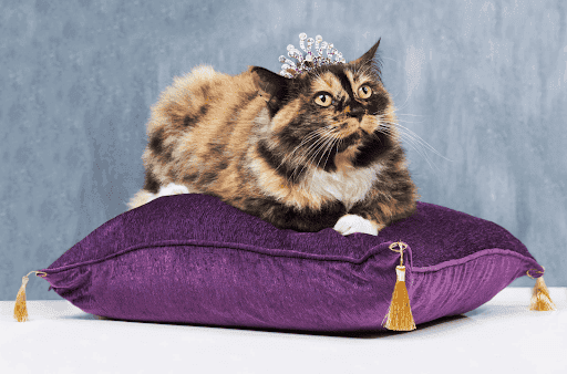 Pecinta Kucing Wajib Tahu! 5 Ide Bisnis yang Hasilkan Cuan