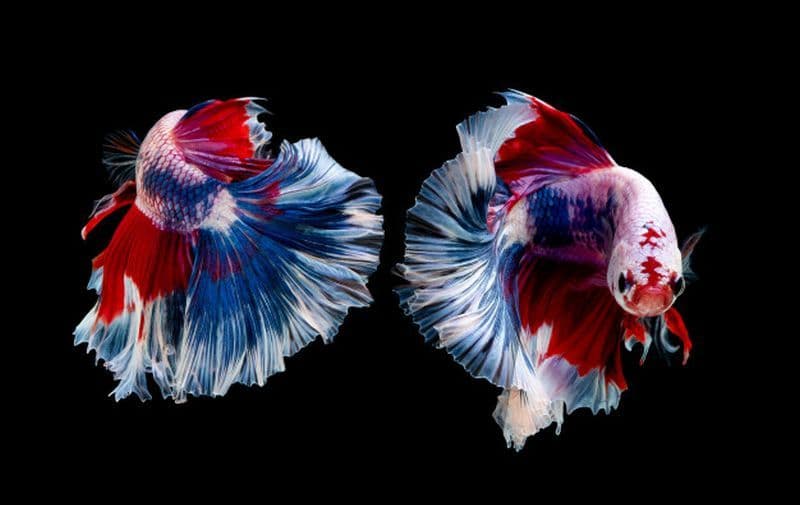 Peluang Bisnis Ikan Cupang di Masa Pandemi