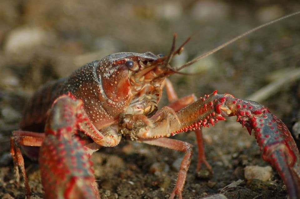 Peluang Dan Untung Menggiurkan Dari Bisnis Lobster Air Tawar