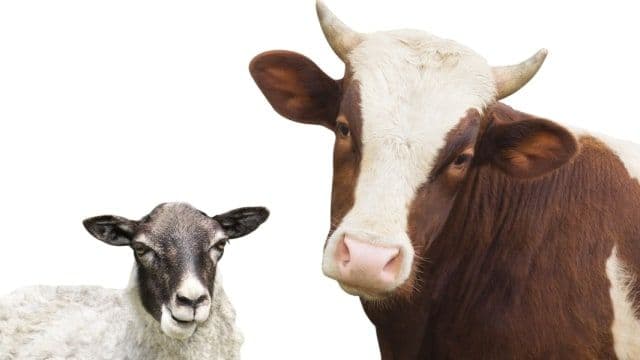 Perkiraan Modal Bisnis Hewan Ternak Sapi dan Kambing