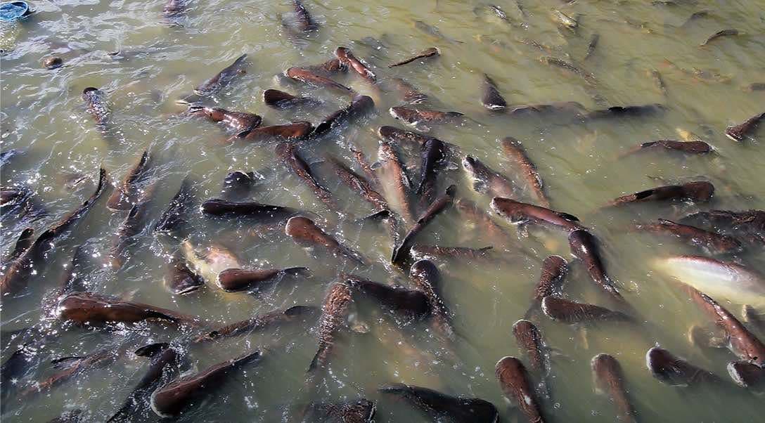 Sering Jadi Guyonan, Ternyata Budidaya Lele Jadi Bisnis Yang Menguntungkan