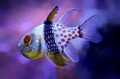 Untung Besar! Berikut 5 Usaha Ternak Modal 300 Ribu